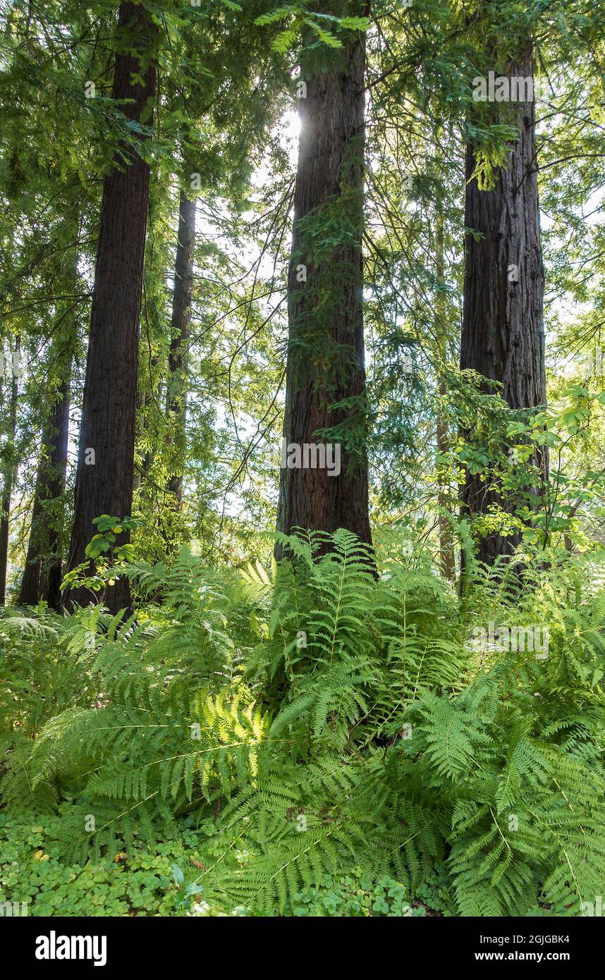 Farne und Bäume im kalifornischen Wald Stockfoto