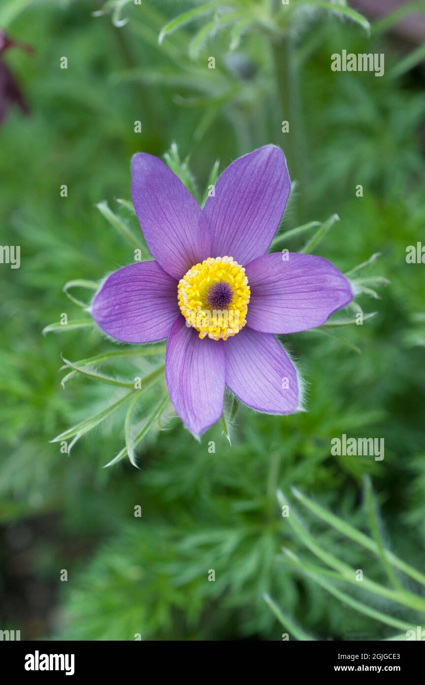 Nahaufnahme von Pulsatilla vulgaris eine blass bis tiefviolette Frühlingsblüte voll winterhart Laub krautige Staude auch Pasque Blume genannt Stockfoto