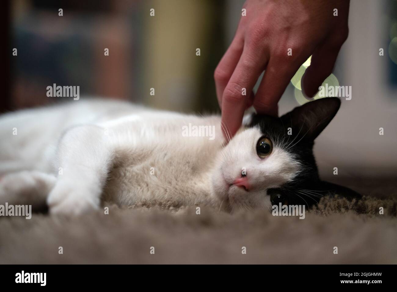 Junge kleine Katze weiß und schwarz Farbe Stockfoto