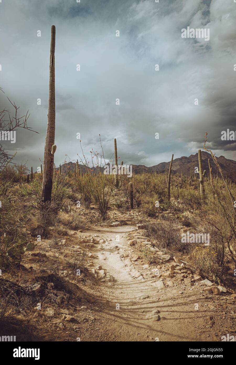 Saguaros neben dem felsigen Wanderweg Arizona Stockfoto