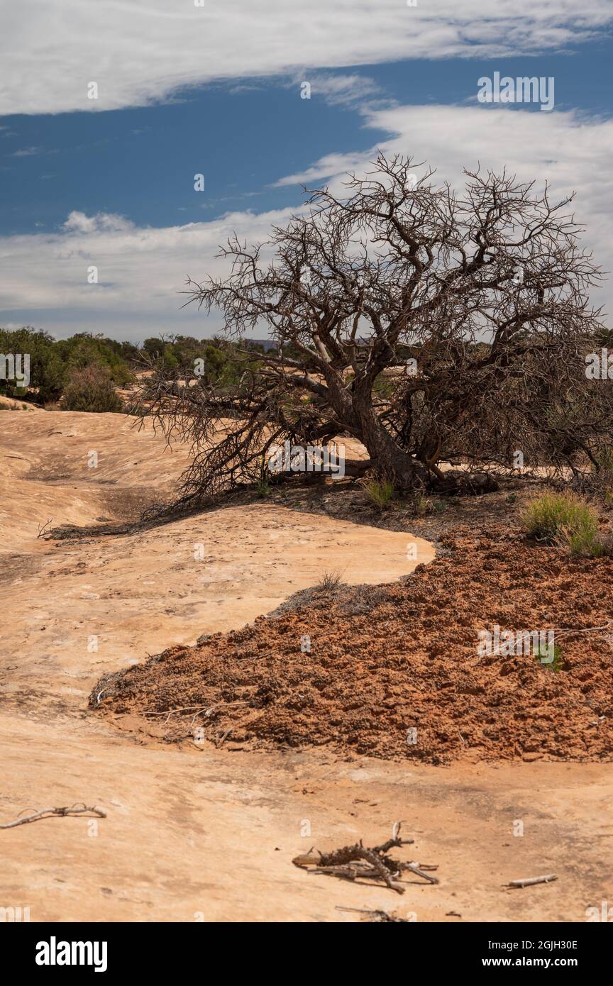 Dead Tree am Natural Bridges Monument in Utah Stockfoto