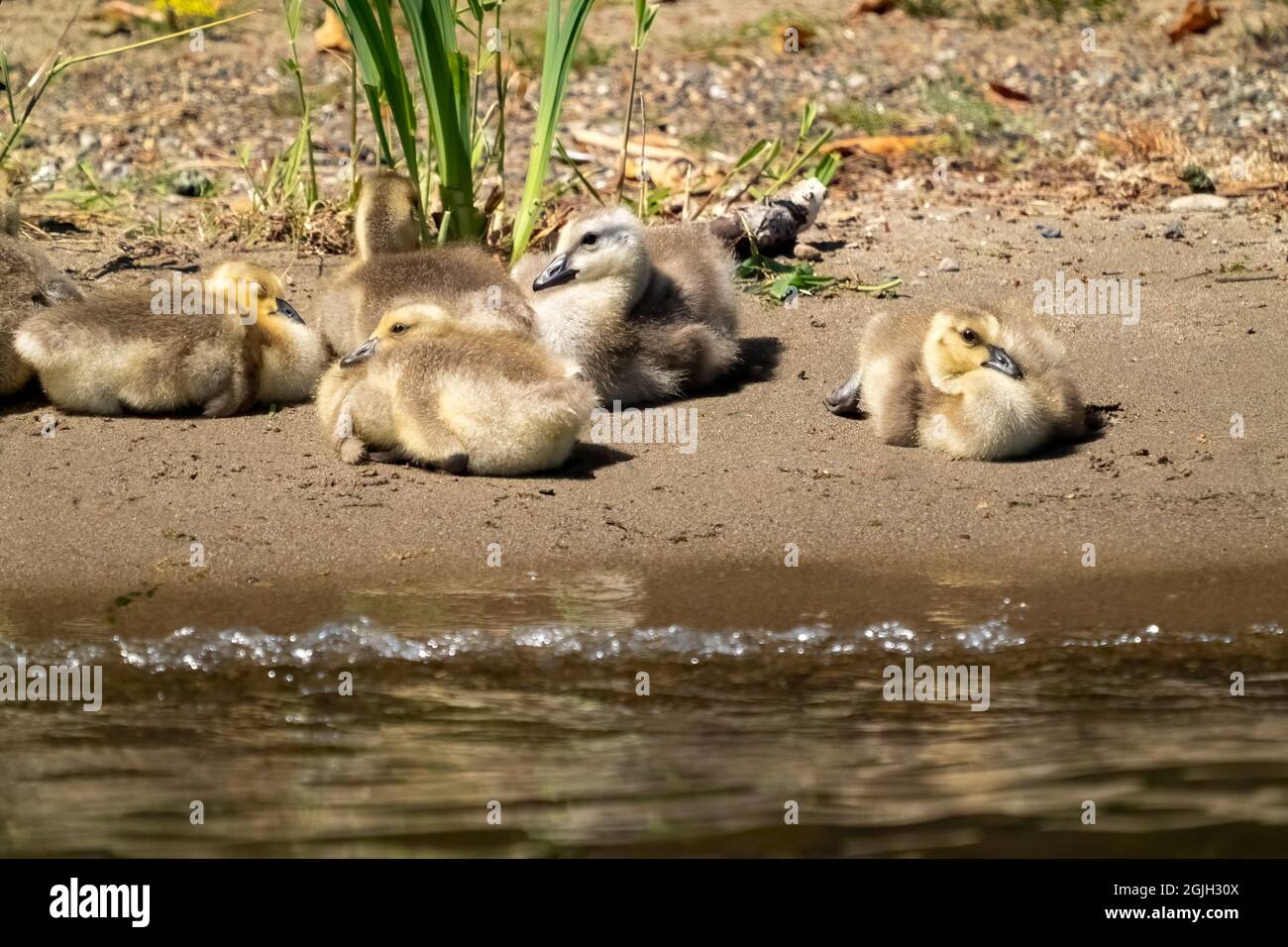 Issaquah, Washington, USA. Kanada Gänseküken beim Sonnen am Ufer des Lake Sammamish im Lake Sammamish State Park. Stockfoto