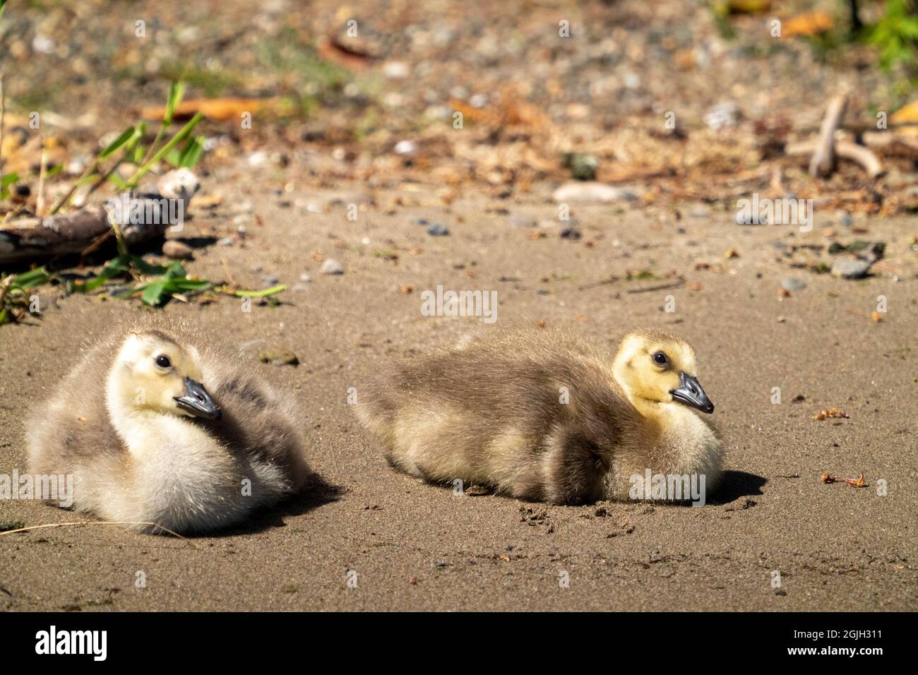 Issaquah, Washington, USA. Kanada Gänseküken beim Sonnen am Ufer des Lake Sammamish im Lake Sammamish State Park. Stockfoto