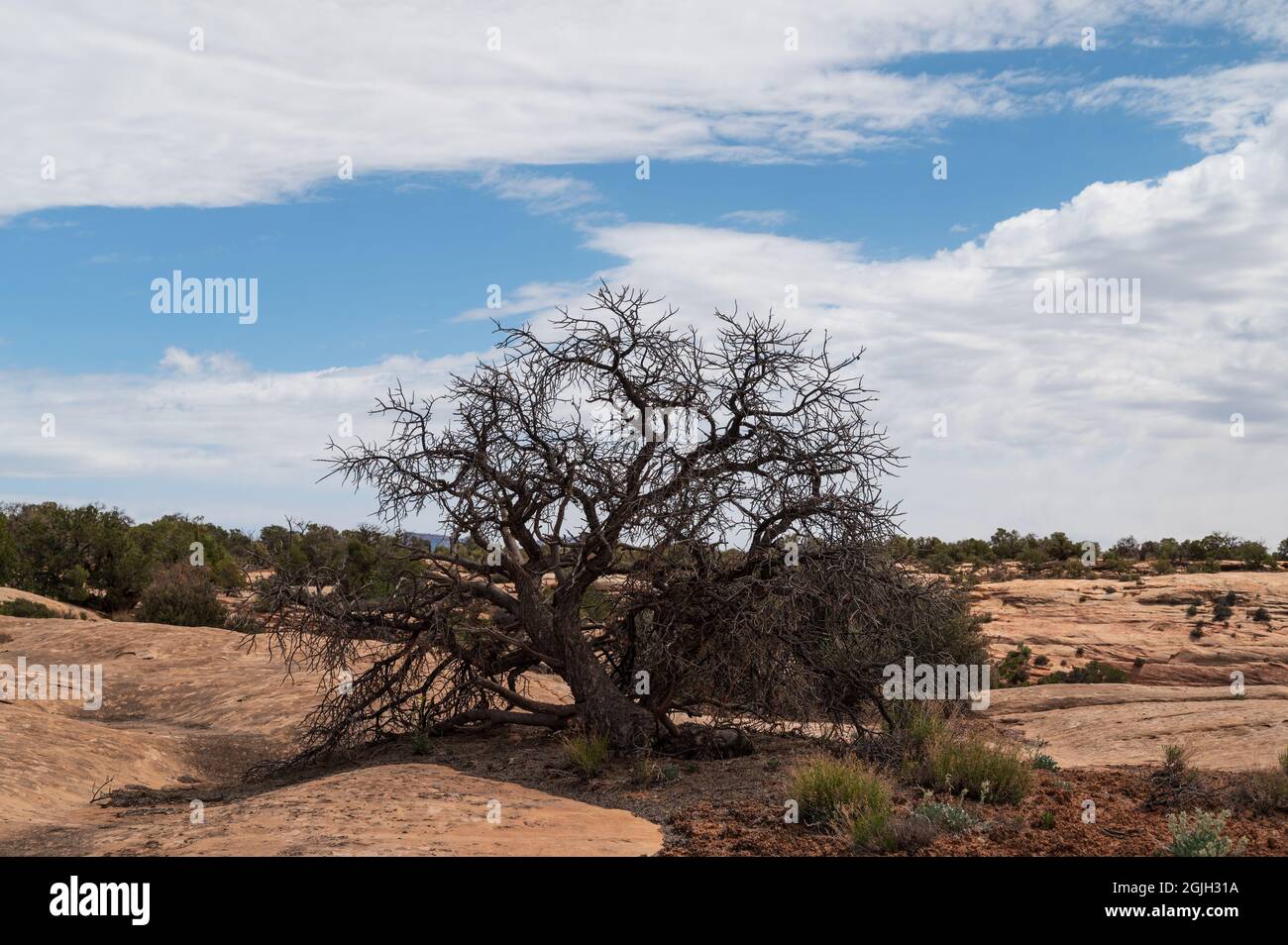 Dead Tree am Natural Bridges Monument in Utah Stockfoto