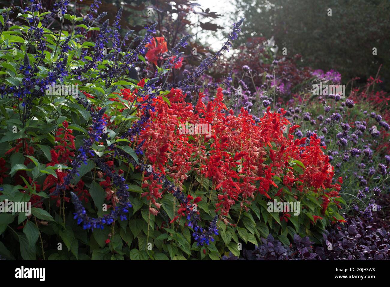Ein Blumenbeet in den königlichen Farben Rot, Blau, Lila. Stockfoto