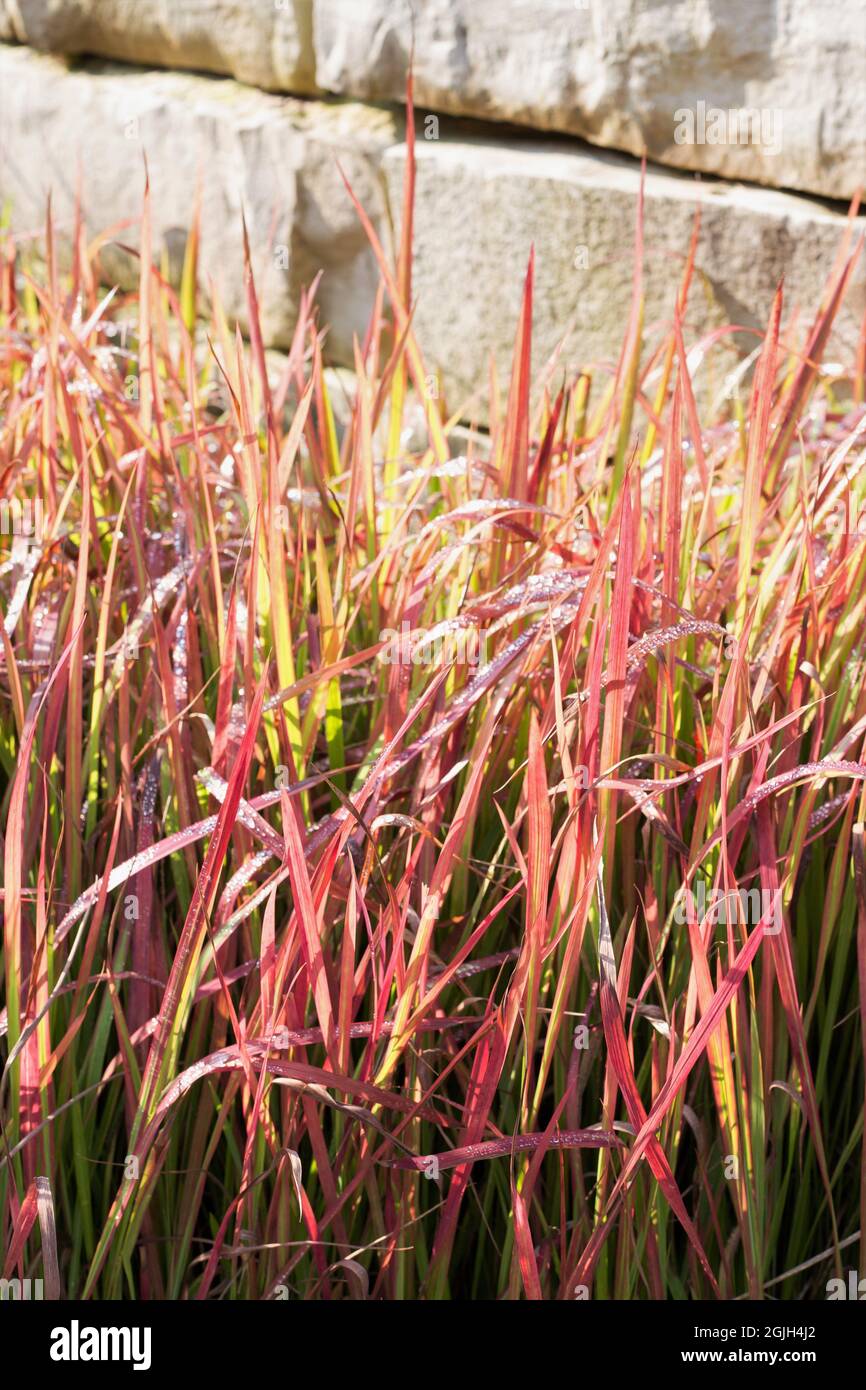 Imperata cylindrica 'Red Baron' - Japanisches Blutgras. Stockfoto