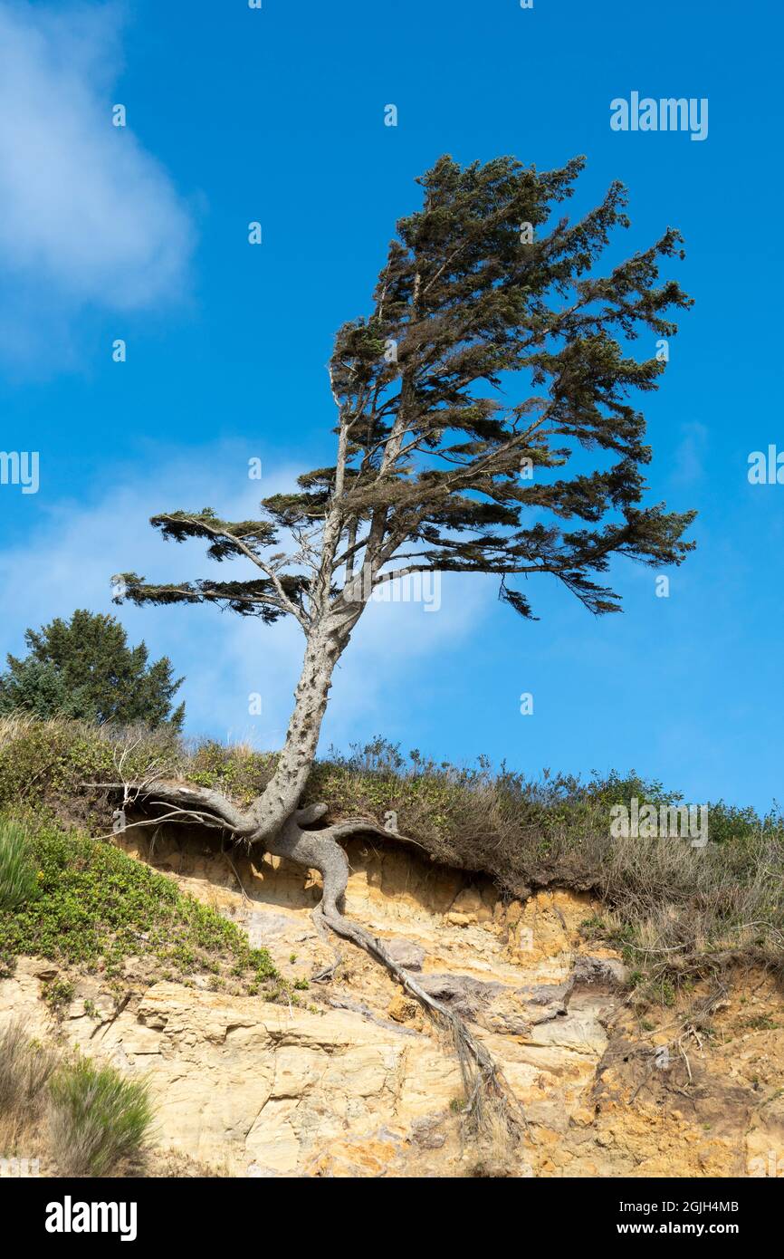 Baum, der an einer Meeresklippe festhält, während er erodiert, Oregon Coast, USA Stockfoto