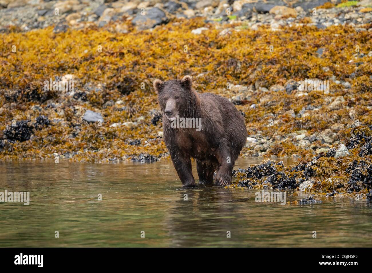 Baranof Island Brown Bear Stockfoto