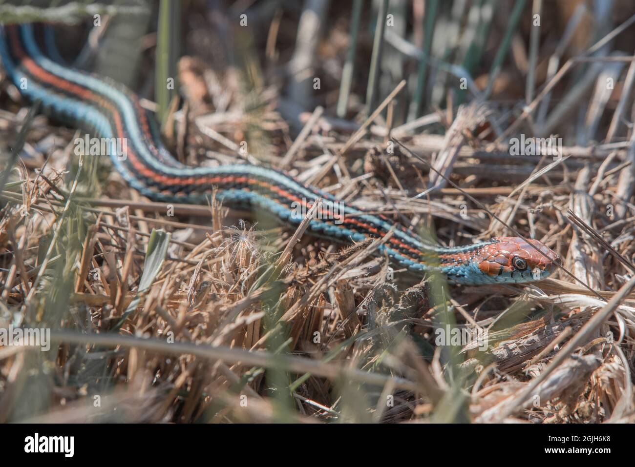 Die gefährdete Strumpfnatter-Schlange von San Francisco (Thamnophis sirtalis tetrataenia) gilt als eine der schönsten Schlangen der Welt. Stockfoto