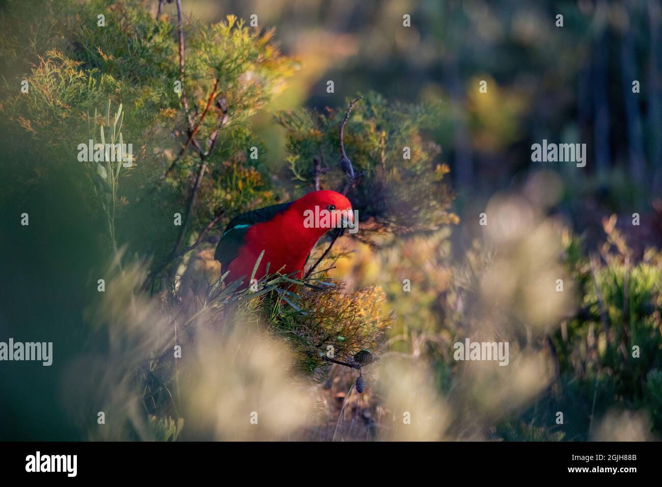 Australischer Königspapagei (Alisterus scapularis). Männlich. Australischer Papagei. Australischer Vogel. Stockfoto