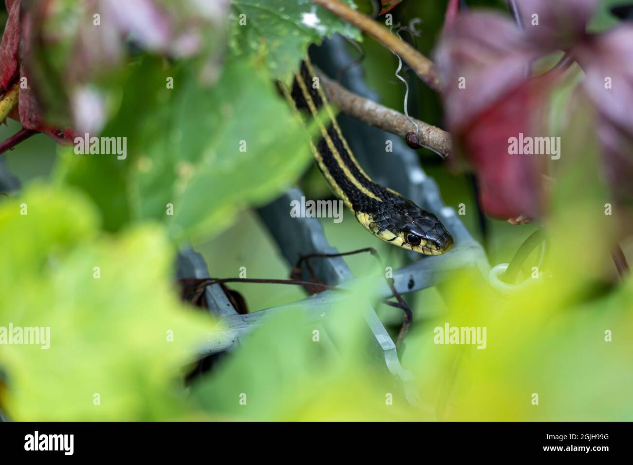 Der Kopf einer Strumpfnatter (Thamnophis sirtalis) wird gesehen, wie sie entlang eines Metallrost und zwischen den Blättern und Blüten der umliegenden Pflanzenwelt rutscht Stockfoto