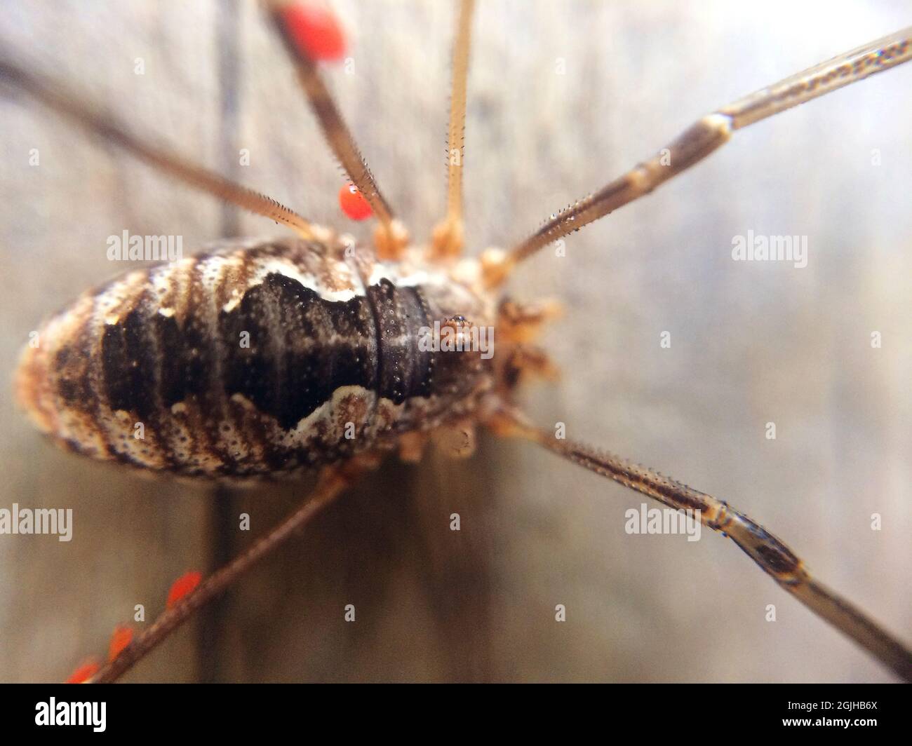 Daupe lange Beine Spinne sitzen auf dem Holzboden Stockfoto