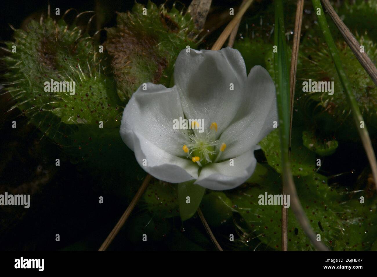 Ein duftend geduckter Sonnentau (Drosera Whitakerii) ist eine Freude, wenn er in der Blüte ist. Der Duft zieht Insekten an, die an den Blättern haften - und gegessen werden! Stockfoto