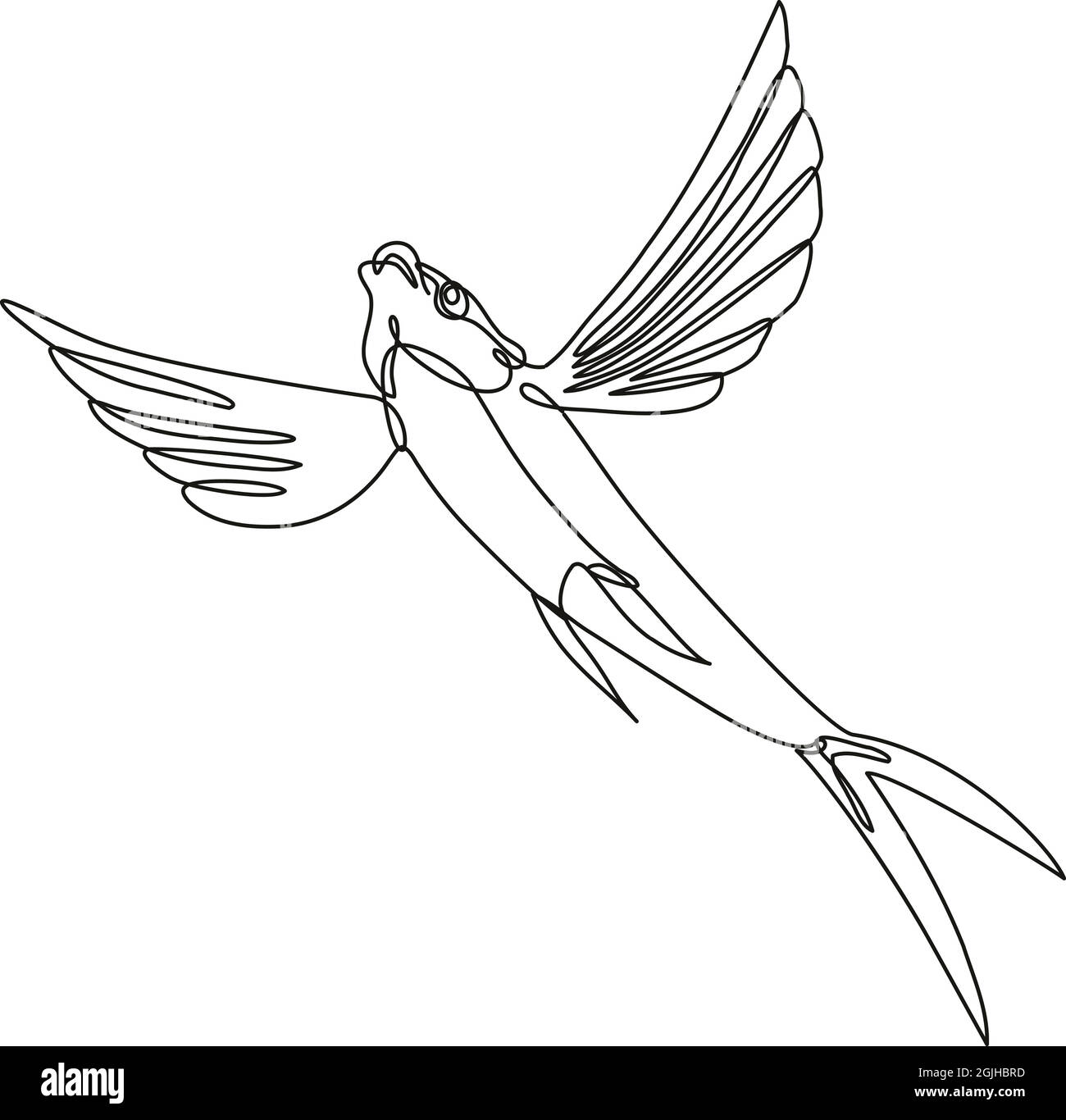 Fortlaufende Linienzeichnung Illustration eines Segelflossen fliegenden Fisches, der in Mono-Line oder Doodle-Stil in Schwarz und Weiß auf isoliertem Hintergrund abbricht. Stock Vektor