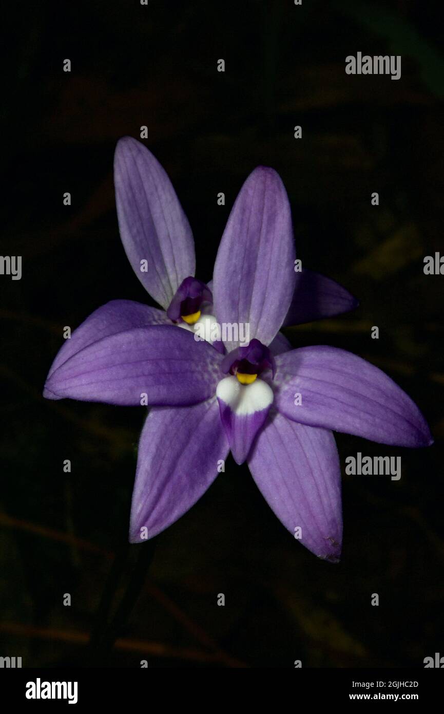 Twin Wax Lips Orchideen (Glossodia Major) sind nicht häufig - diese hübschen Blumen neigen dazu, allein zu sein. Gefunden im Hochkins Ridge Flora Reserve in Croydon. Stockfoto