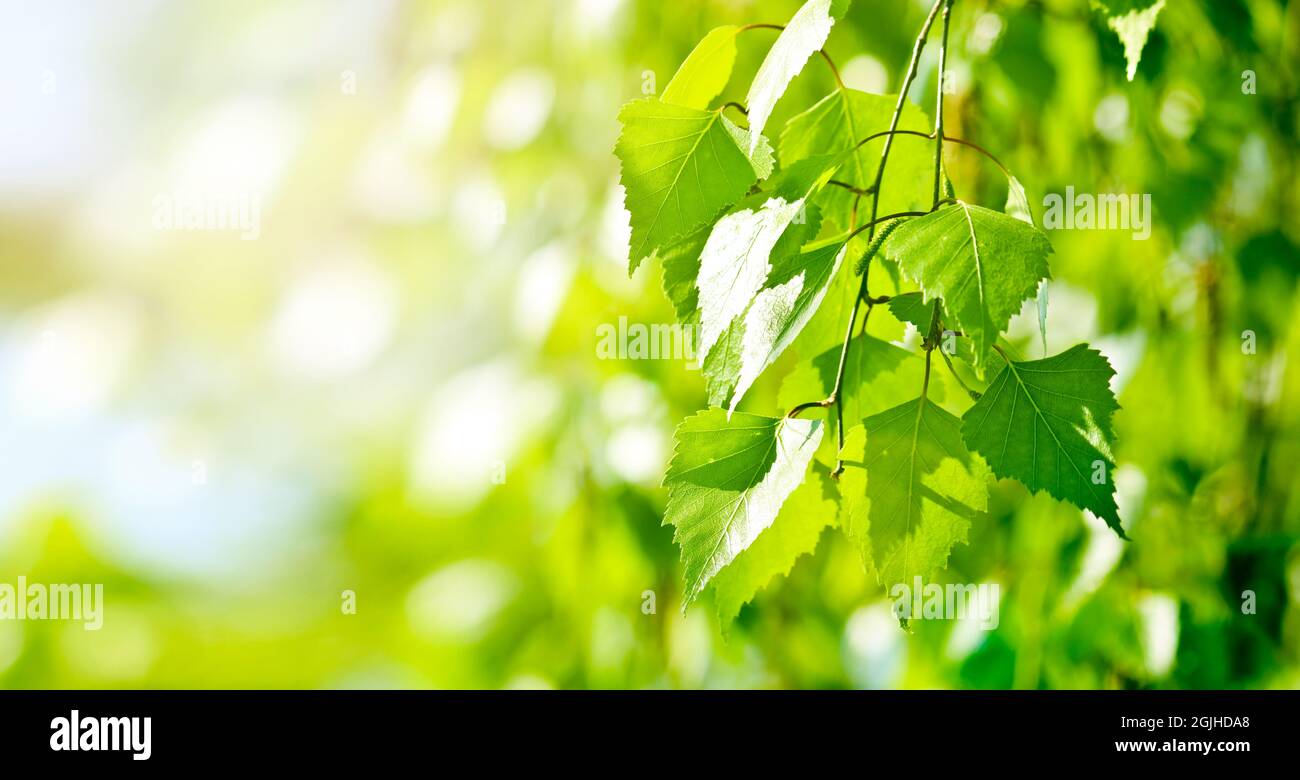 Frische grüne Birkenblätter - frühlingsgrüner Hintergrund. Stockfoto