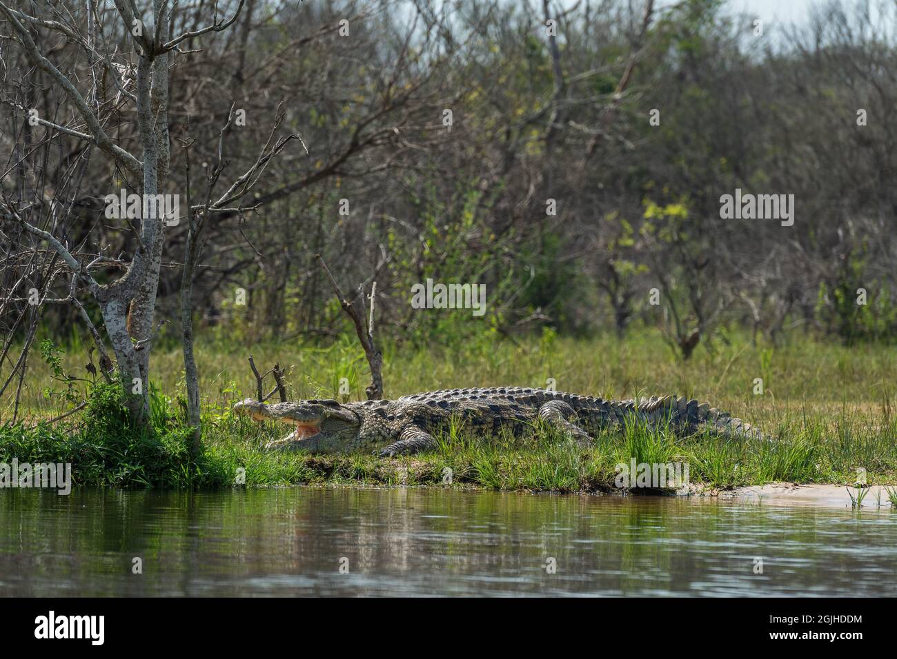 Nilkrokodil - Krokodil niloticus, großes Krokodil aus afrikanischen Seen und Flüssen, Nil, Murchison Falls, Uganda. Stockfoto