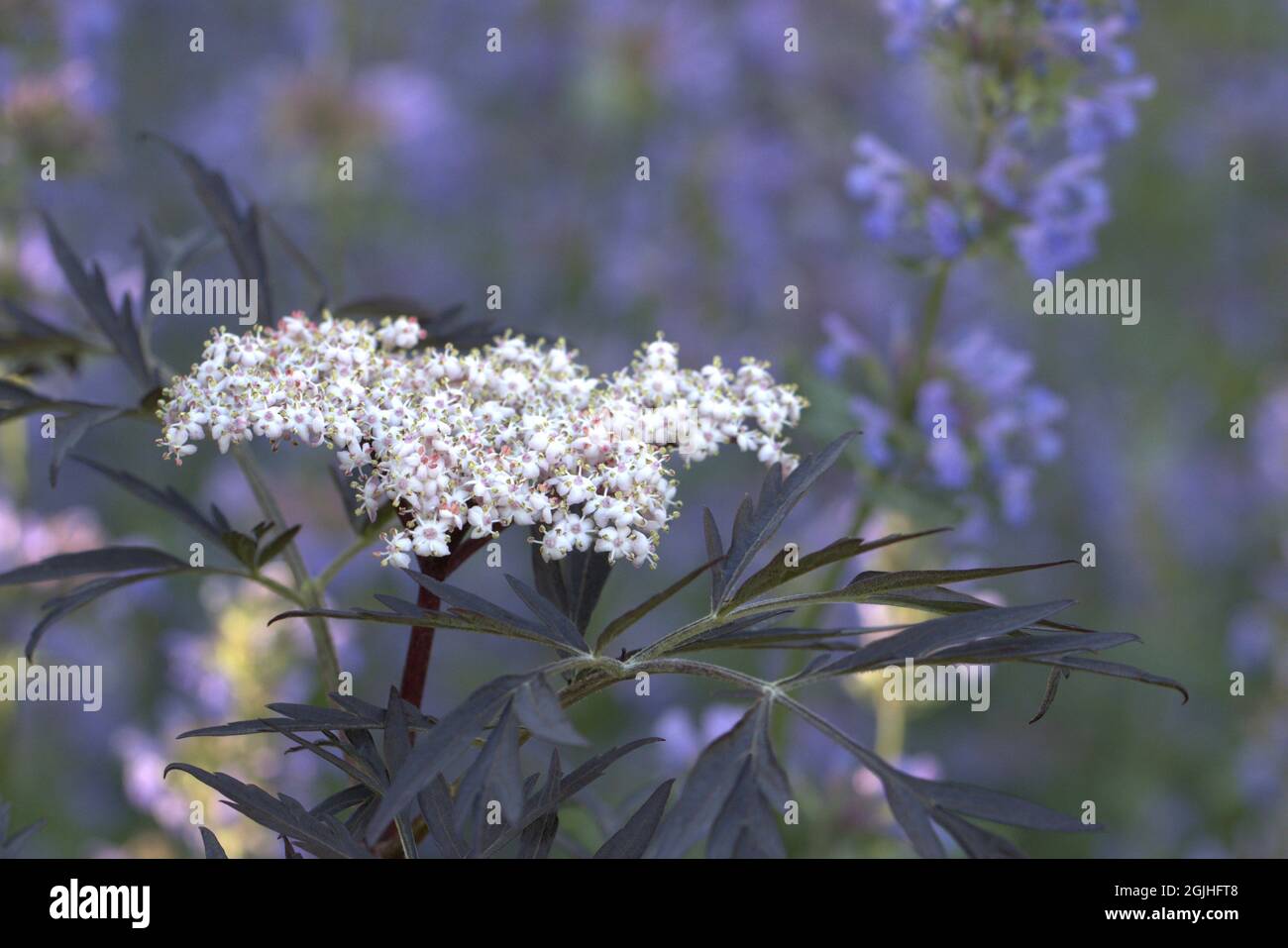 Nahaufnahme einer wunderschönen Blume von sambucus nigra vor einem grau-blauen, unscharfen Hintergrund Stockfoto