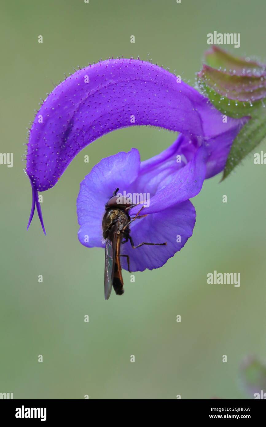 Nahaufnahme einer Fliege, die eine violett-blaue Blume des Wiesensalbei besucht Stockfoto