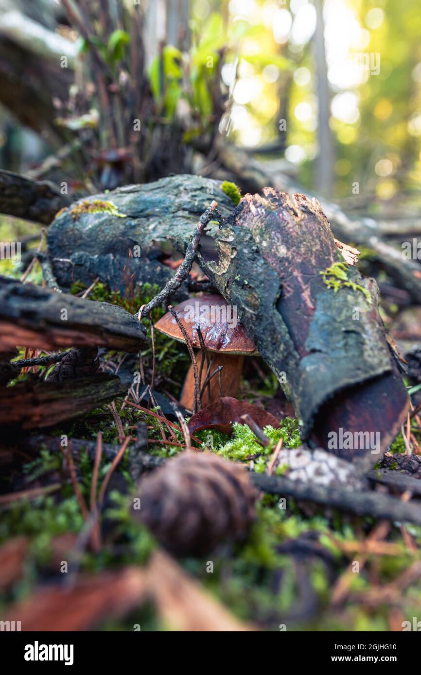 Ein kleiner Steinpilz, der aus Moos wächst. Pilz bedeckt mit einem alten Zweig. Herbstliche Köstlichkeiten. Waldfrüchte als ideale kulinarische Zutat Stockfoto