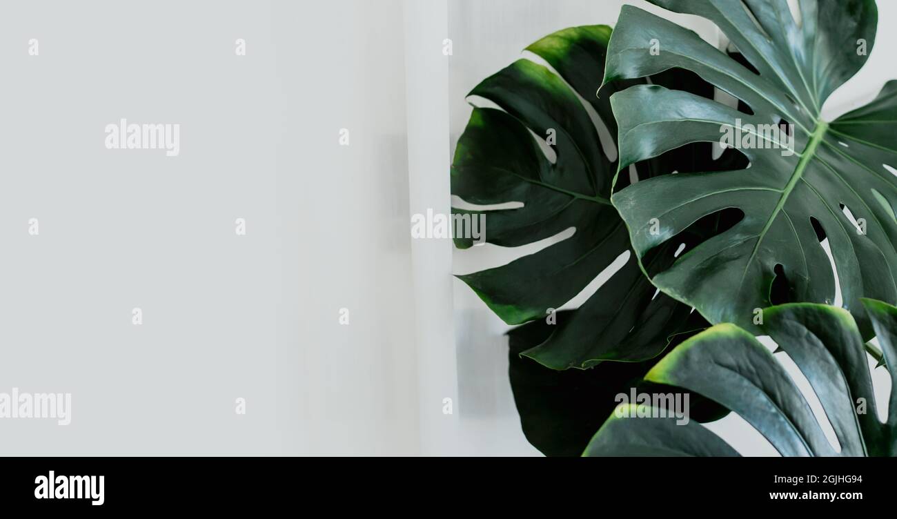 Tropische exotische grüne Pflanze Blatt moderne Inneneinrichtung mit Natur frisch mit sauberen Raum breit für Banner Hintergrund. Stockfoto