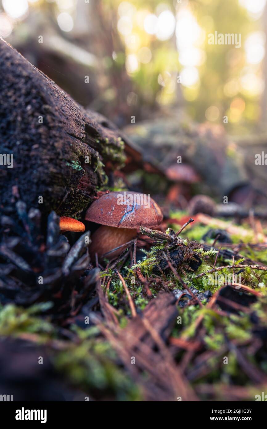 Ein kleiner Steinpilz, der aus Moos wächst. Pilz bedeckt mit einem alten Zweig. Herbstliche Köstlichkeiten. Waldfrüchte als ideale kulinarische Zutat Stockfoto