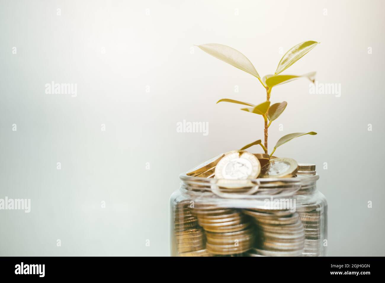 Pflanze wächst aus Münzgeld, um Investitionen zu sparen, und wird durch das Konzept der Bankzinsen reicher. Stockfoto