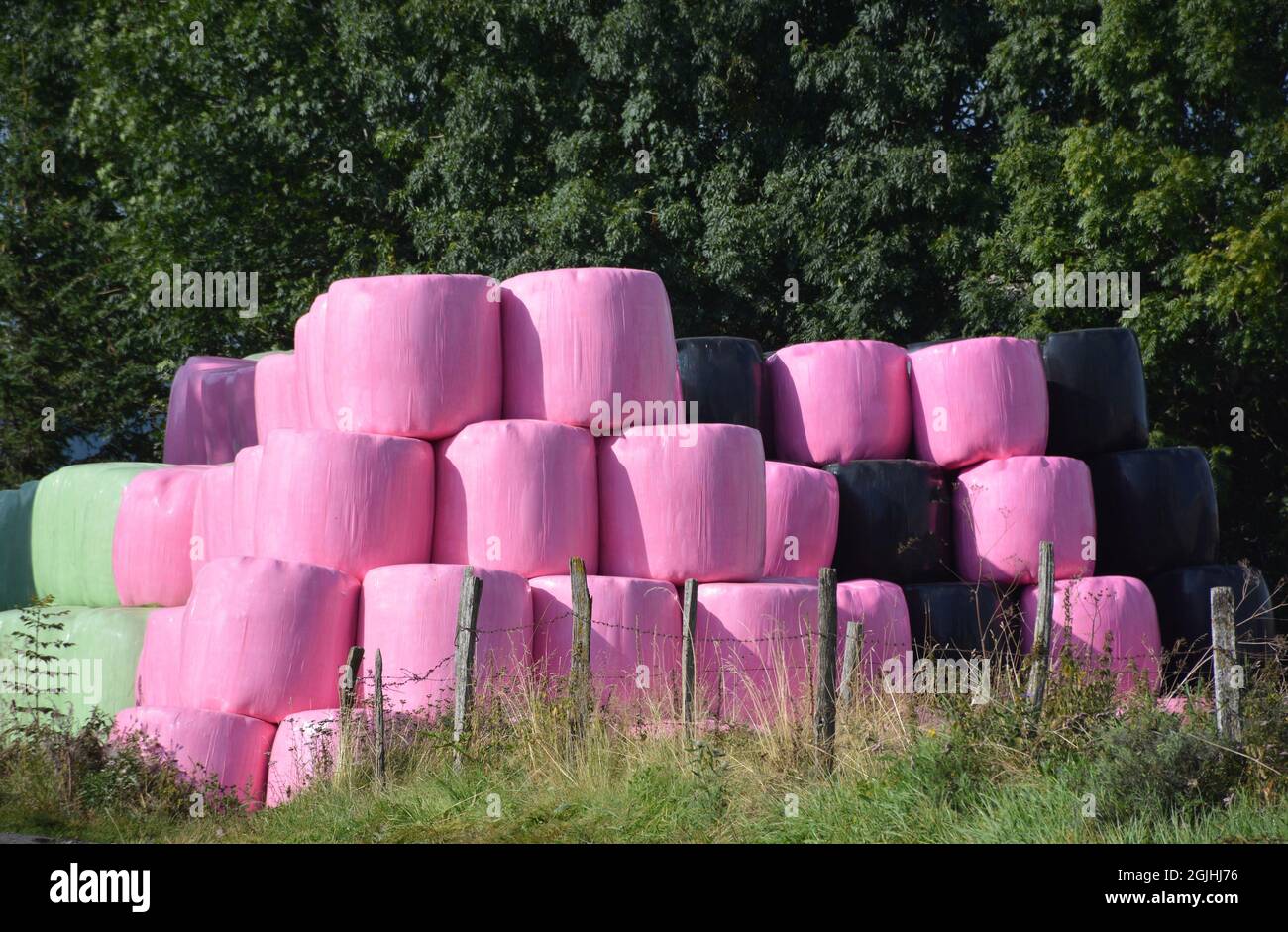 Silage unter rosafarbenem und grünem Kunststoff in der Nähe eines Bauernhofes, Brion, Cezallier, Puy-de-Dome, Region Auvergne-Rhone-Alpes, Massiv-Zentral, Frankreich Stockfoto