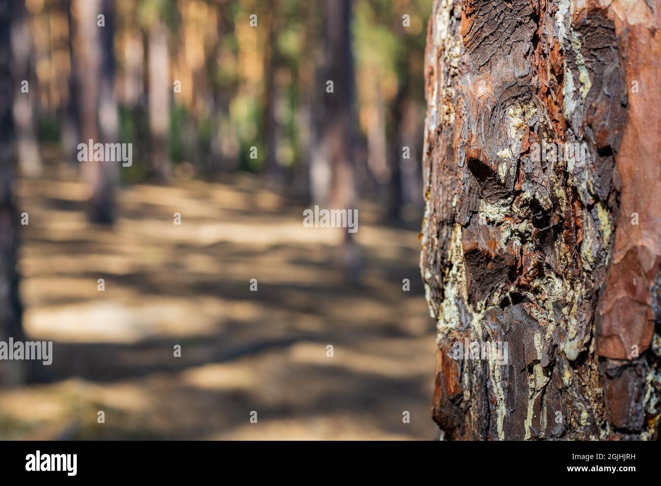 Nahaufnahme eines Kiefernstamms. Kiefernwald an einem sonnigen Tag weicher Fokus. Nördlicher Nadelwald. Umwelt. Natur und Ökologie Hintergrund Stockfoto