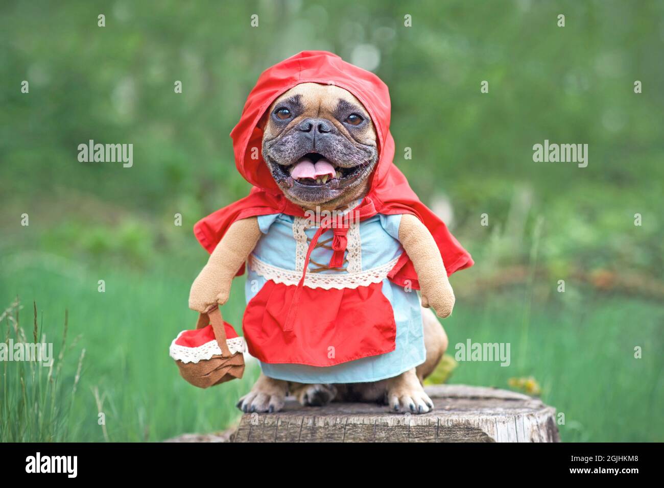 Französische Bulldogge verkleidet als Märchenfigur Rotkäppchen mit Ganzkörperkostümen mit gefälschten Armen und Korb im Wald Stockfoto