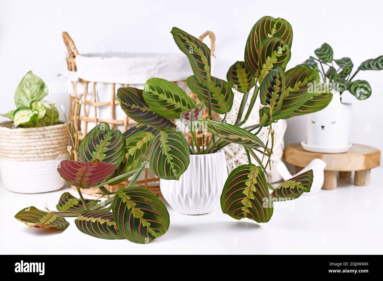 Tropische Zimmerpflanze Maranta Leuconeura Fascinator mit Blttern mit  exotischem roten Streifenmuster und anderen Einrichtungsgegenstnden  Stockfotografie - Alamy