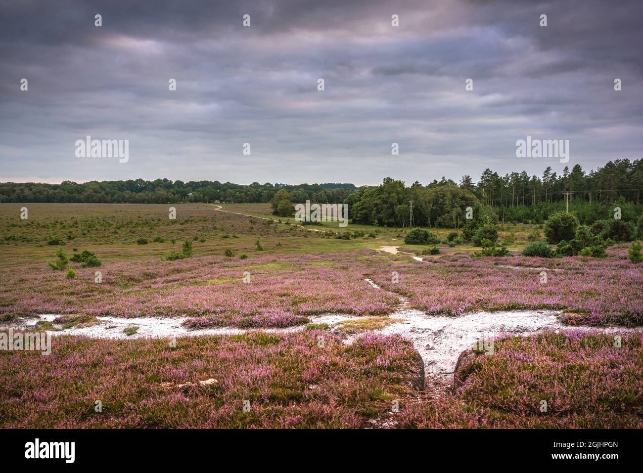 New Forest Heide / offene Heide in Longdown im Spätsommer, Hampshire, England, Großbritannien Stockfoto