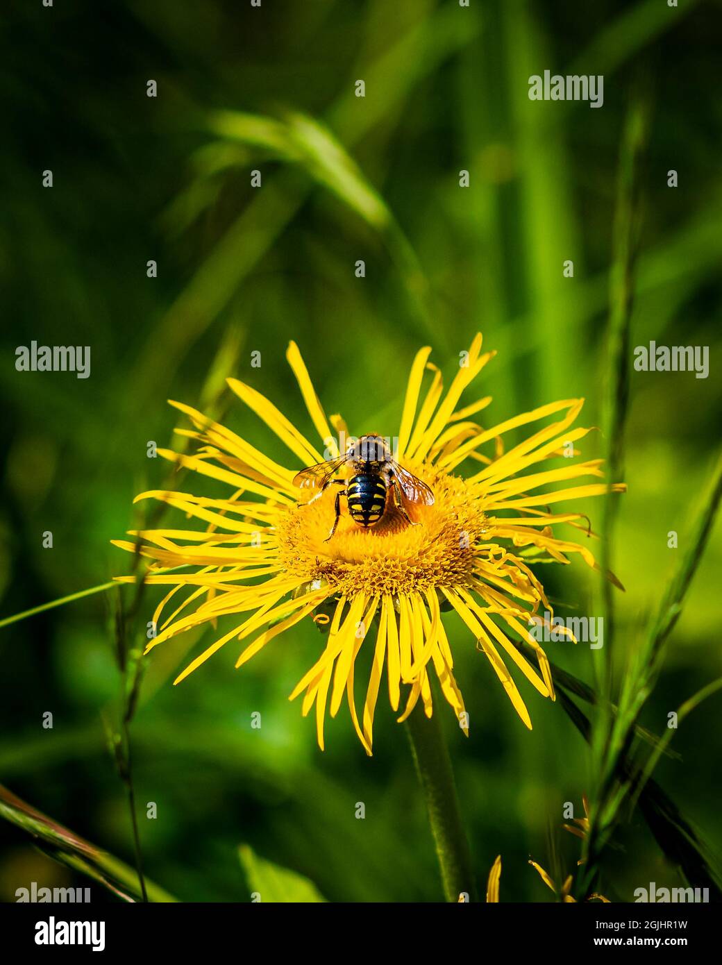 Biene sitzt auf einer gelben Blume, selektives Fokusfoto von Insekten und Blumen auf grünem Hintergrund Stockfoto