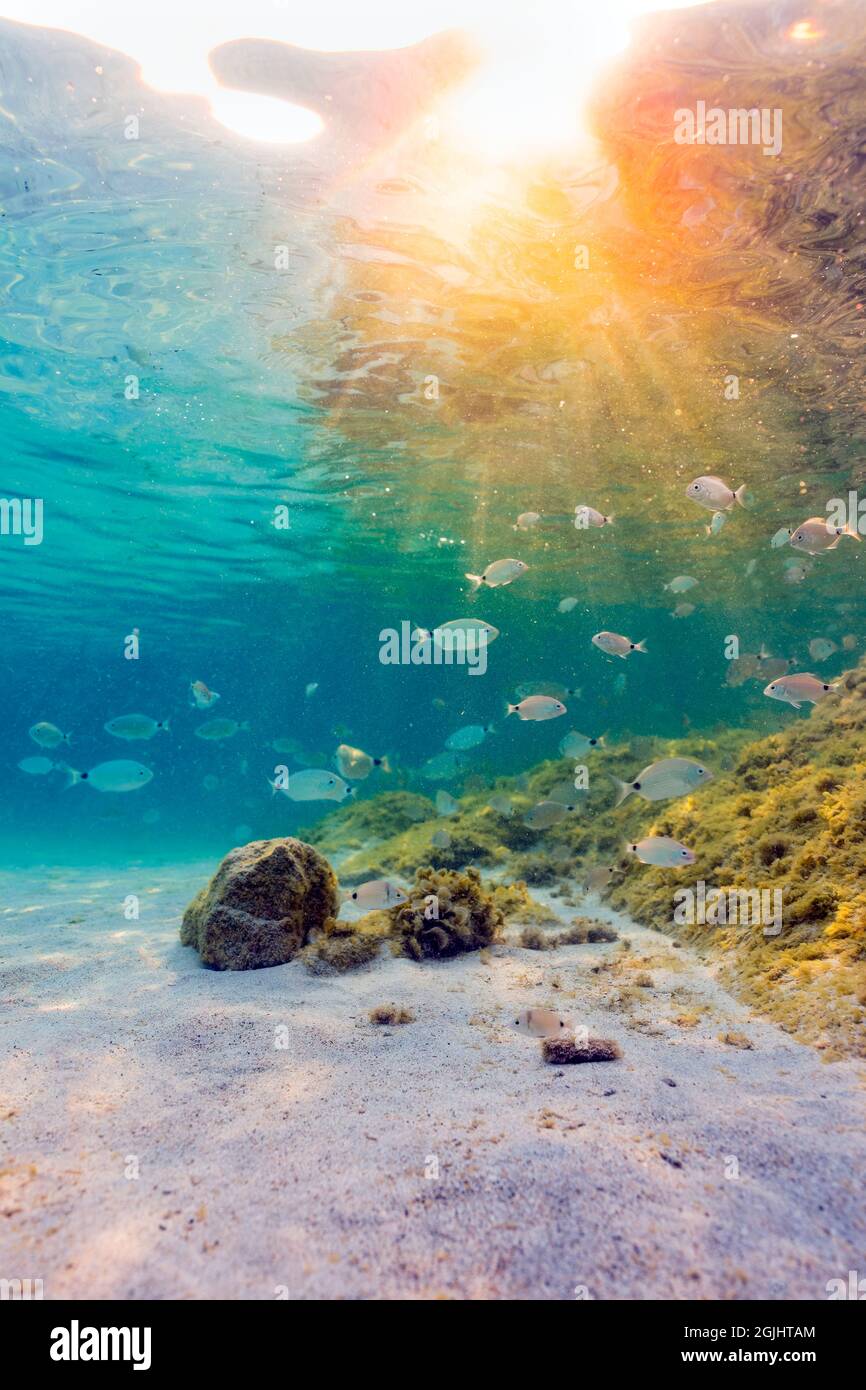 (Selektiver Fokus) Unterwasserfoto, atemberaubende Aussicht auf die Unterwasserwelt mit einigen Felsen und Fischen, die in einem türkisfarbenen Wasser schwimmen, das von einigen Sonnenstrahlen getroffen wird. Stockfoto