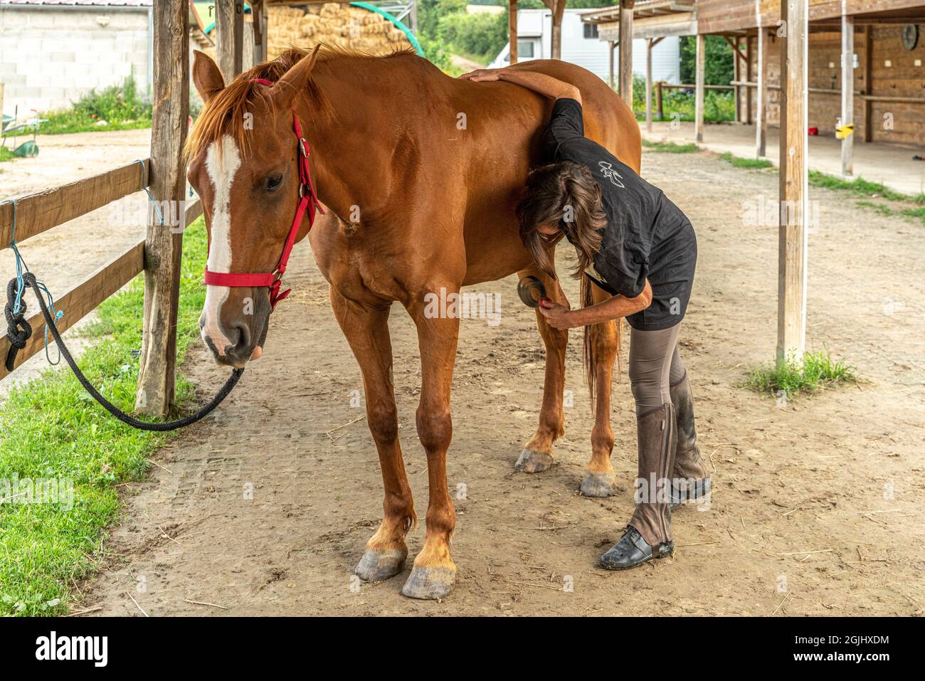Die Reiterin kümmert sich um sie, indem sie das Fell und die Hufe putzt, putzt und putzt. Lyon, Frankreich, Europa Stockfoto