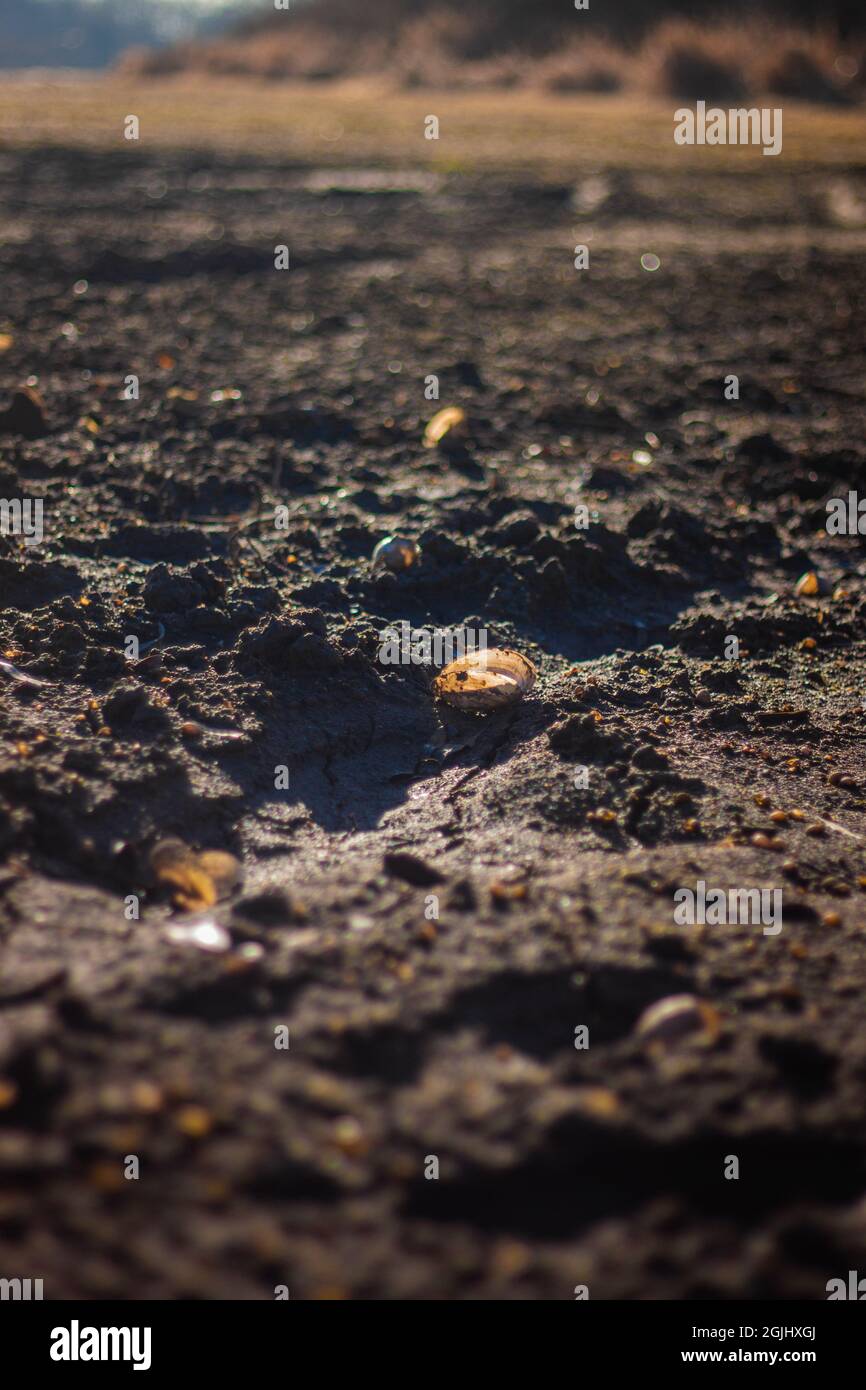 Nahaufnahme des Bodens von Muscheln, die von einem Sonnenlicht im Schlamm im getrockneten Grund des Sees beleuchtet werden Stockfoto
