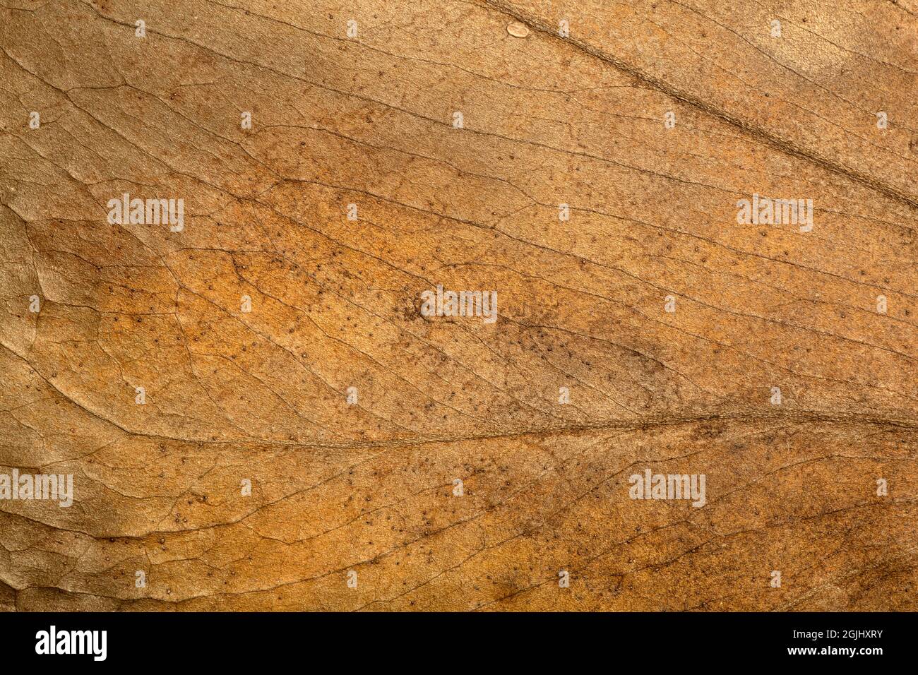 Trockener Blatthintergrund. Textur, Muster und Oberfläche von trockenem braunen Herbstblatt mit Adern. Botanisches Makromuster. Hochwertige Fotos Stockfoto