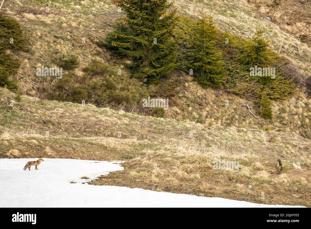 Rotfuchs (Vulpes vulpes), Walliser alpen, Schweiz, im Murmeltier-Gebiet. Stockfoto