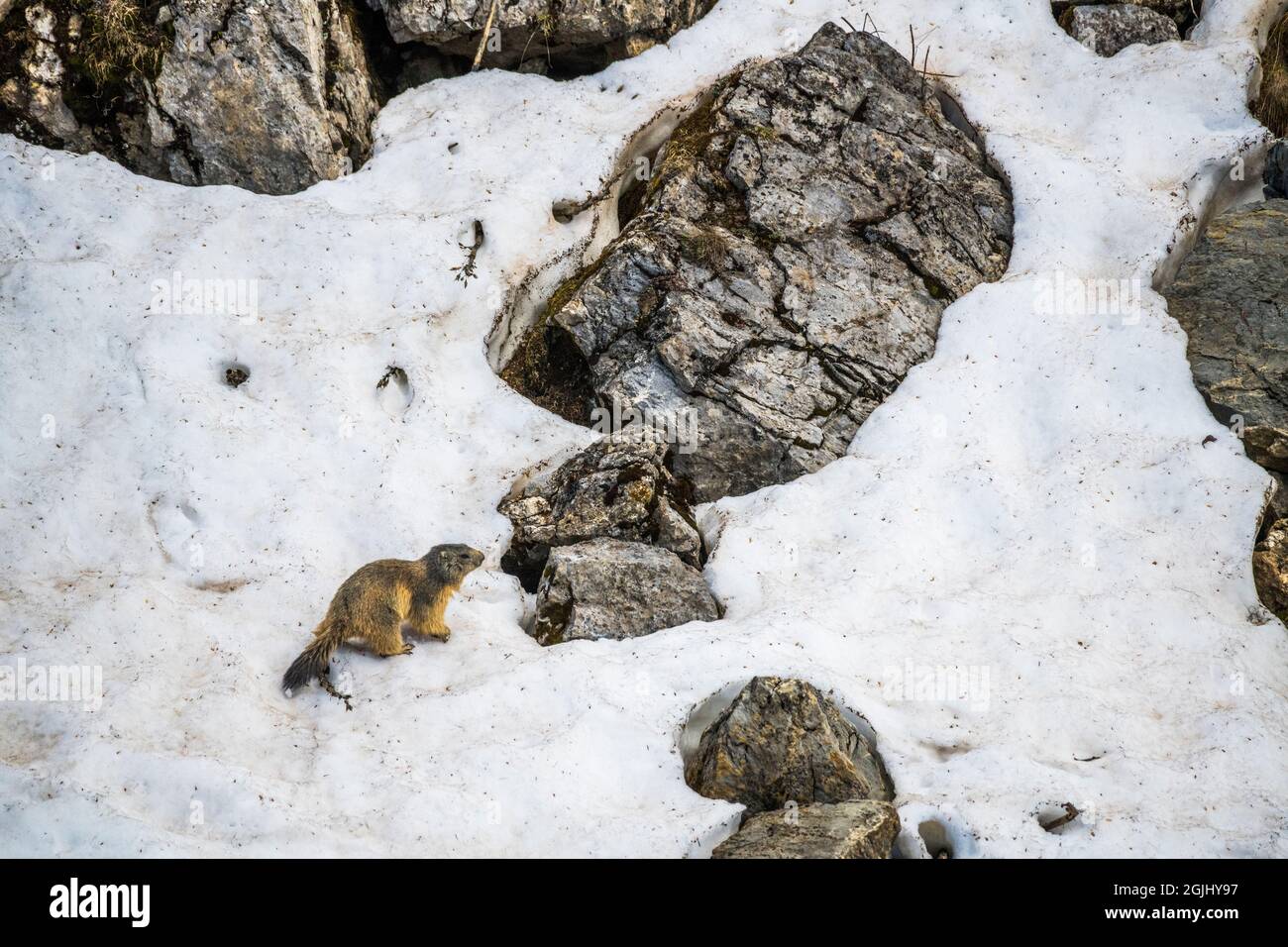 Alpenmurmeltier (Marmota marmota), Walliser alpen, Schweiz, im Frühling im Schnee. Stockfoto