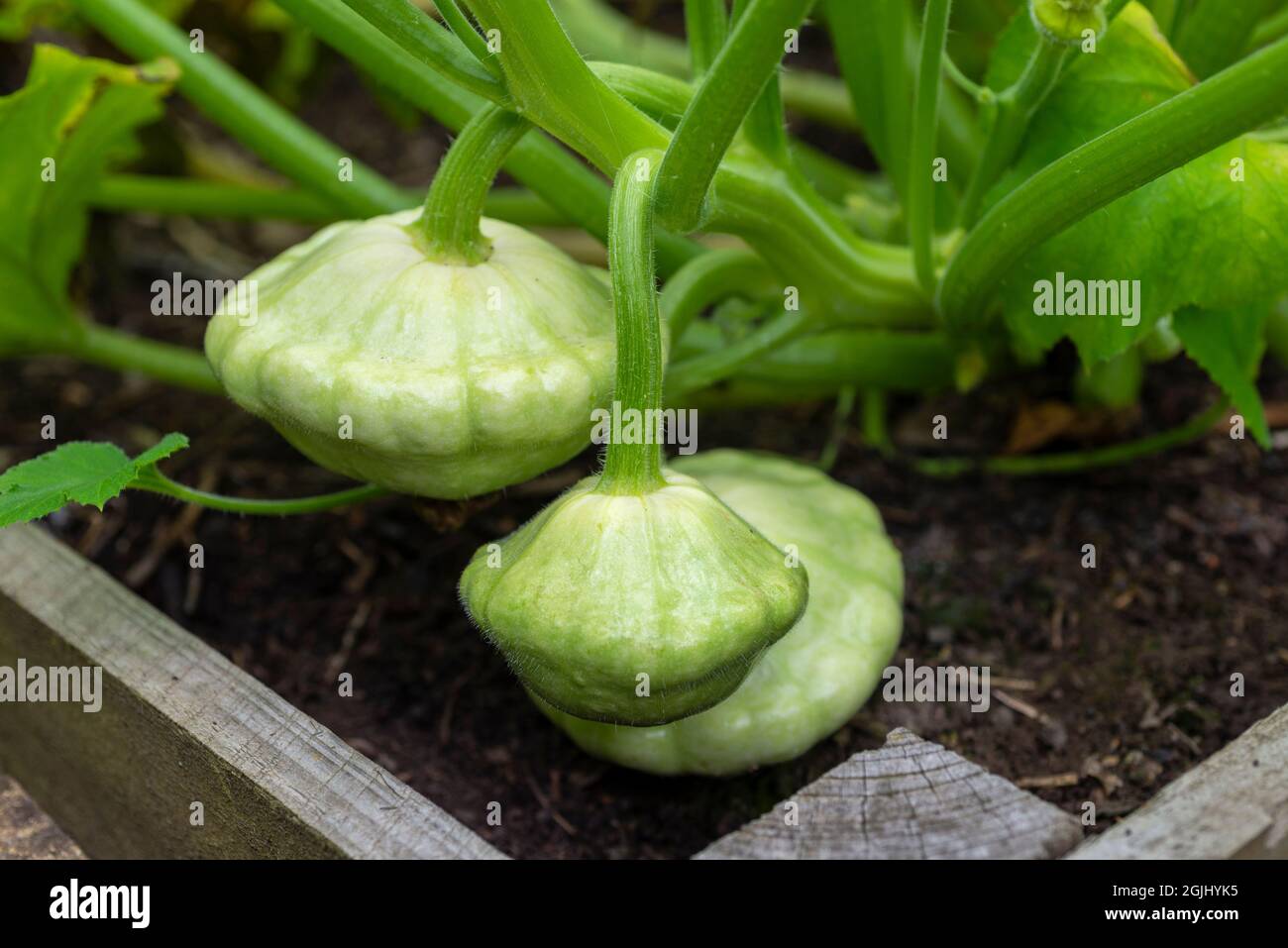 Patty Pan Squash 'White Bush Scallop' wächst auf einem Gemüsegarten, South Yorkshire, England, Großbritannien. Stockfoto