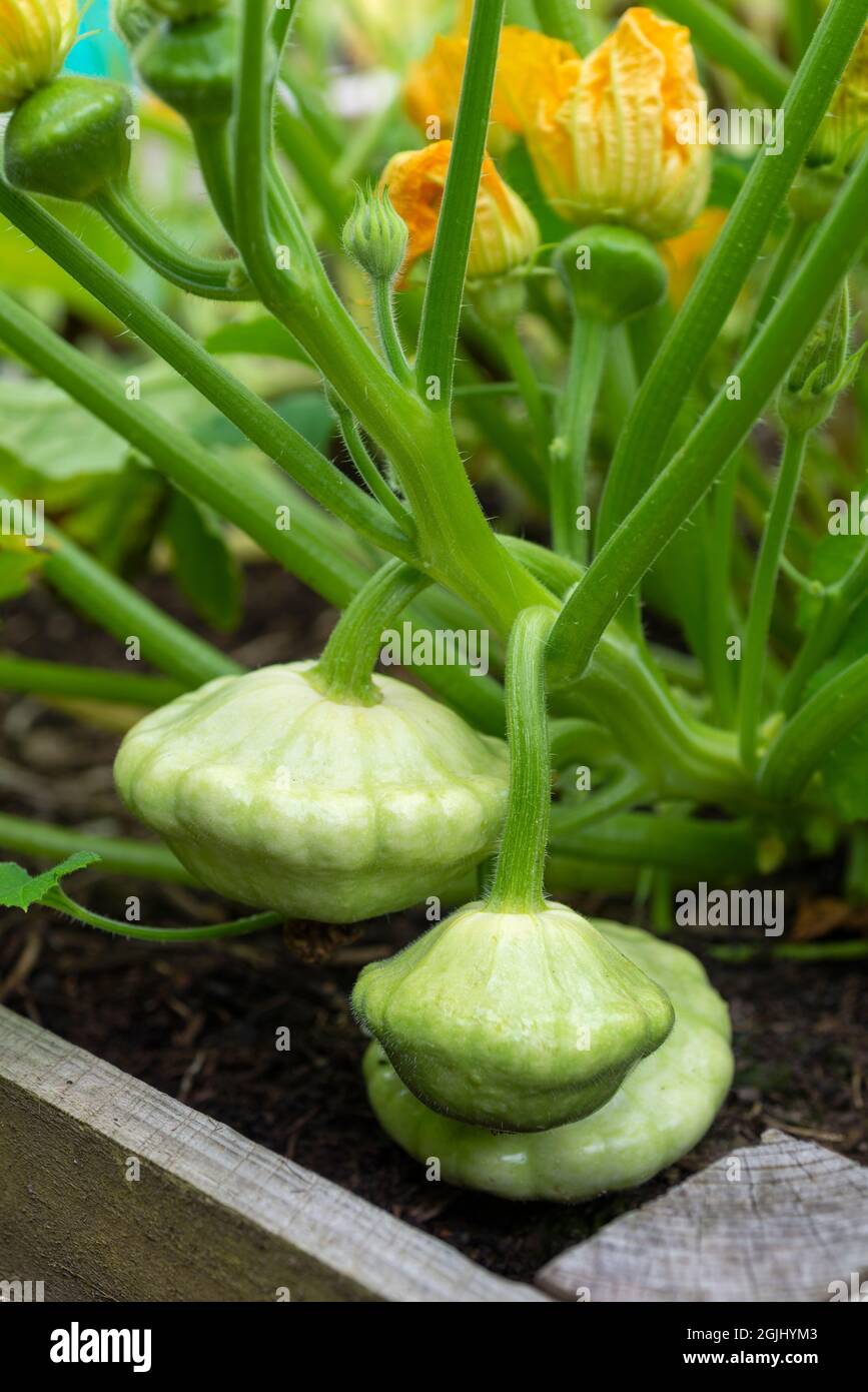 Patty Pan Squash 'White Bush Scallop' wächst auf einem Gemüsegarten, South Yorkshire, England, Großbritannien. Stockfoto