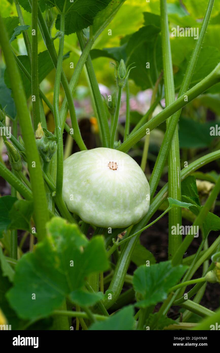 Patty Pan Squash 'White Bush Scallop' wächst auf einem Gemüsegarten, South Yorkshire, England, Großbritannien. Stockfoto