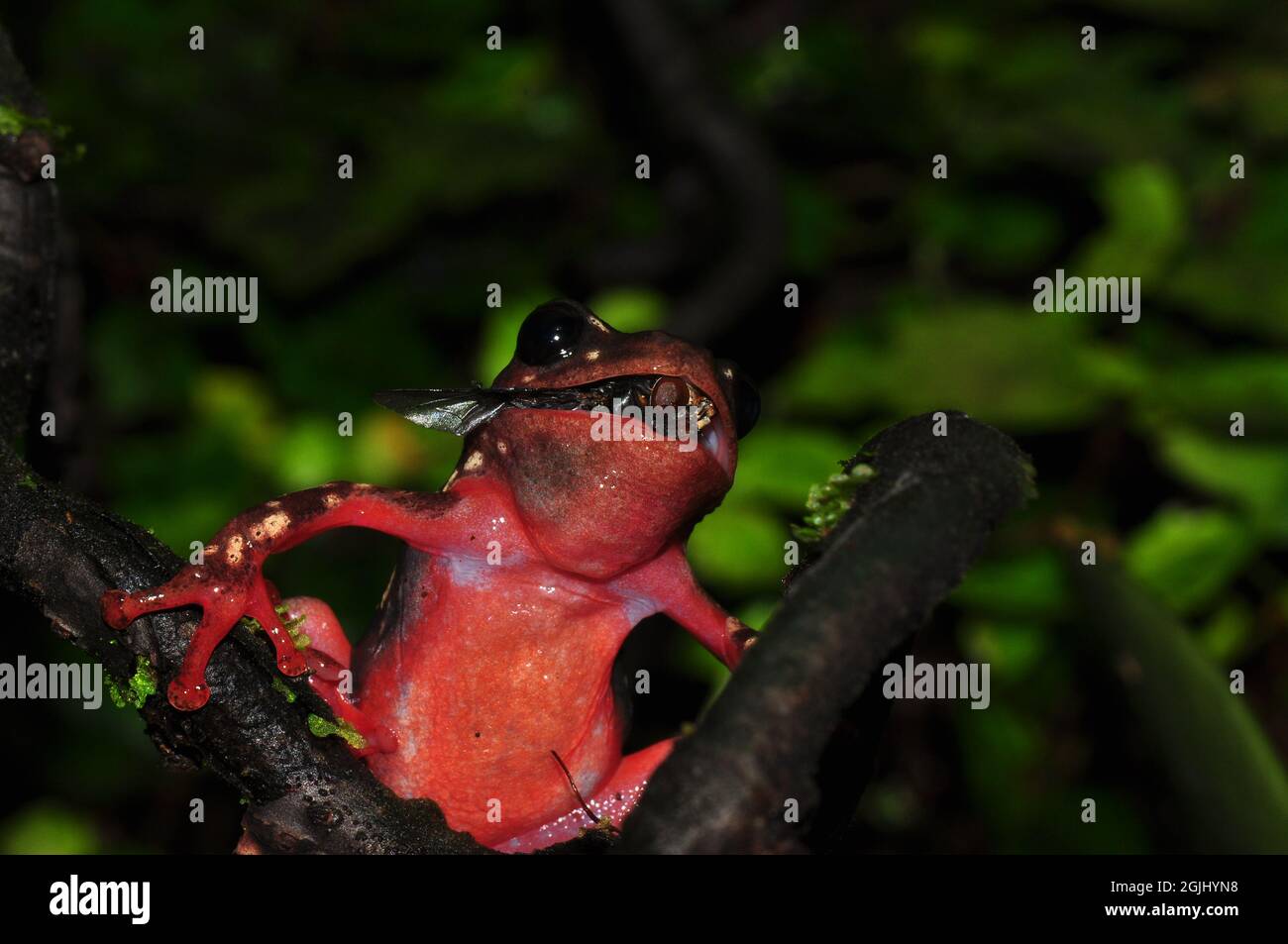 Gewöhnlicher Riedfrosch, gemeiner Schilfrosch, Hyperolius viridiflavus Stockfoto