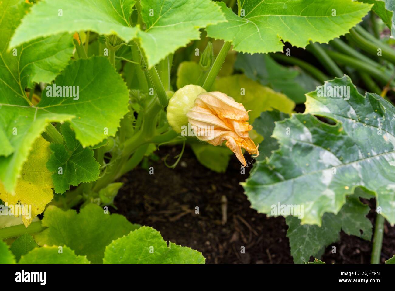 Squash Yellow Bush Scallop, wächst hinter seiner Blume auf einem Gemüsegarten. England, Großbritannien. Stockfoto