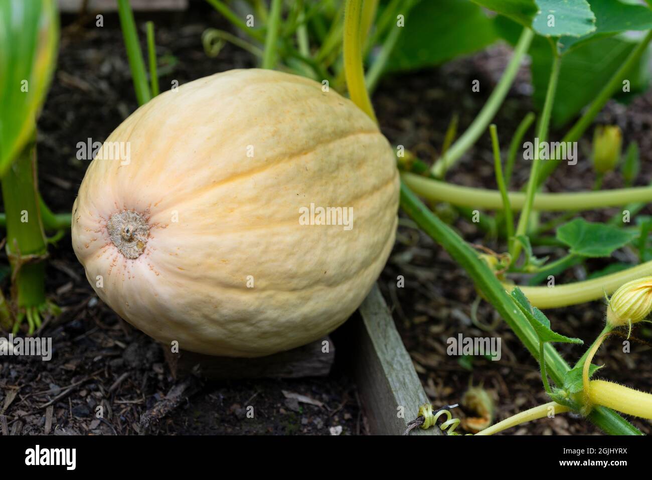 Jumbo Pink Banana Squash (Cucurbita maxima) wächst auf einem Gemüsegarten, England, Großbritannien. Stockfoto
