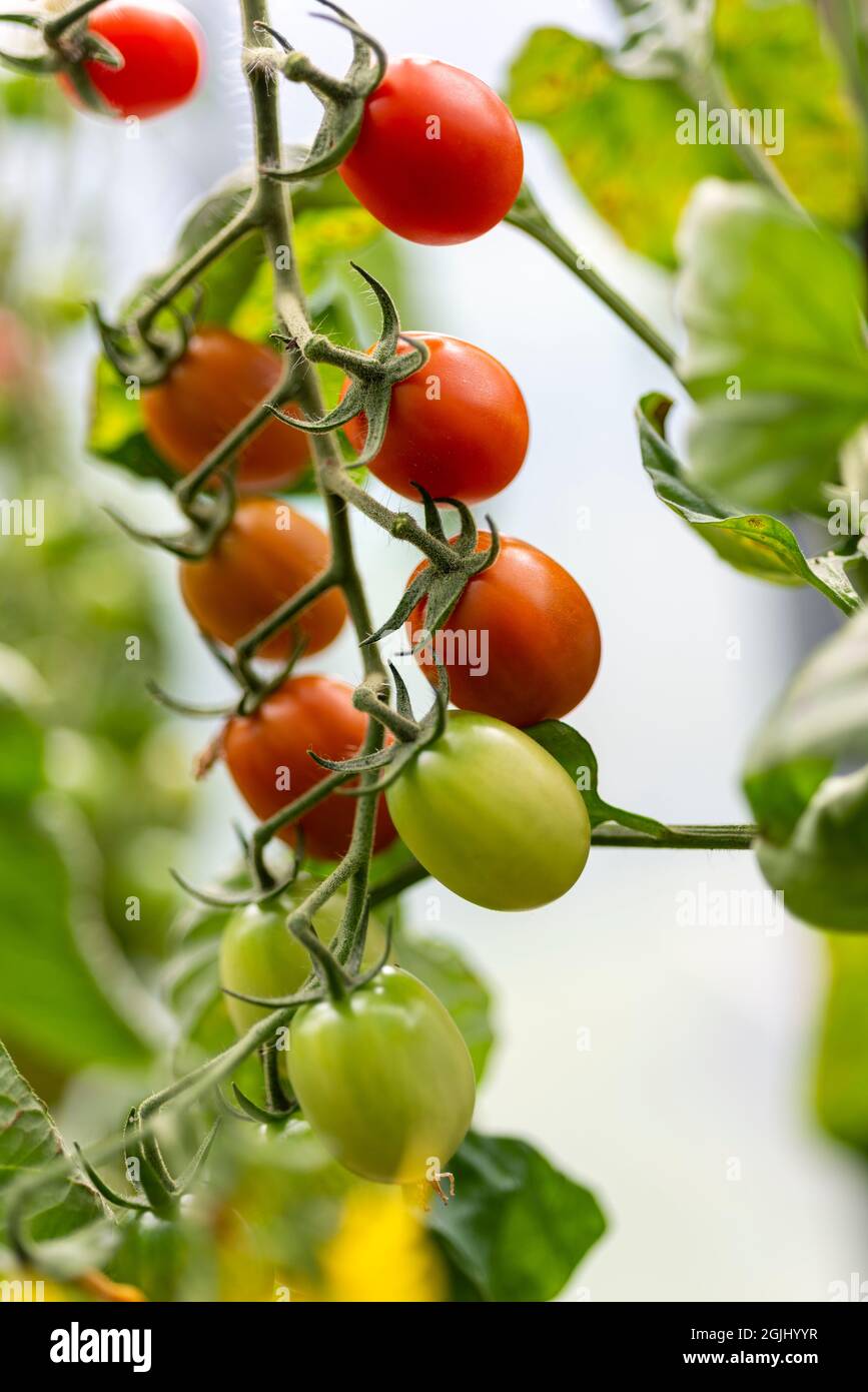Tomaten, „Sweet Olive“, reifen in einem Polytunnel, South Yorkshire, England, Großbritannien. Stockfoto