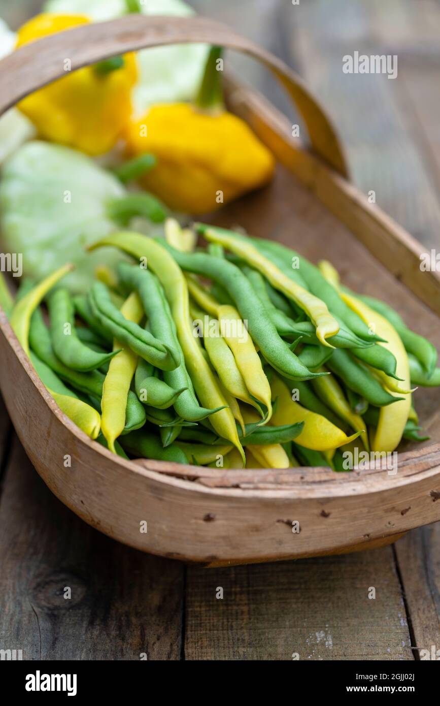 Ein Sussex Trug voller kletternder gelber und grüner französischer Bohnen und gelber und weißer Patty-Pan-Squash. Stockfoto
