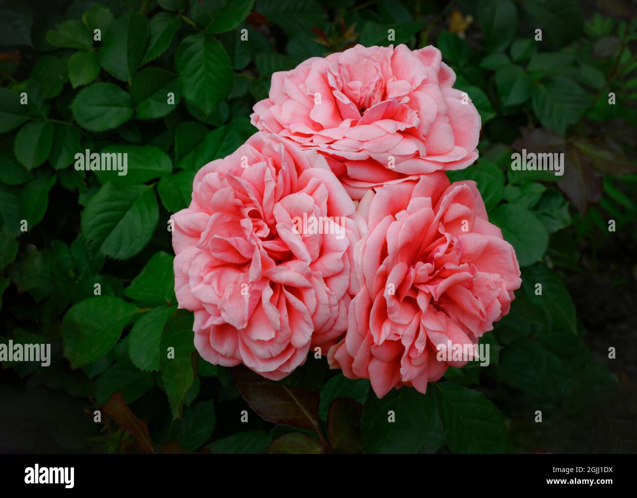 Drei rosa Rosen wachsen auf einem Busch in einem engen Bouquet Stockfoto