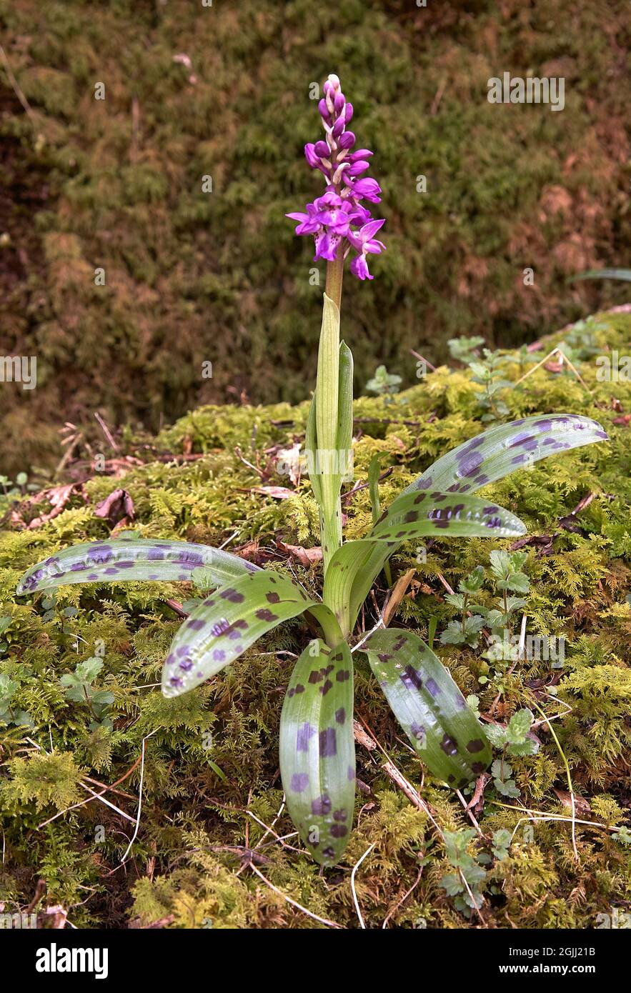 Neu blühte frühe Purple Orchid Orchis mascula, die in Monk's Dale im Derbyshire Peak District in Großbritannien wächst Stockfoto