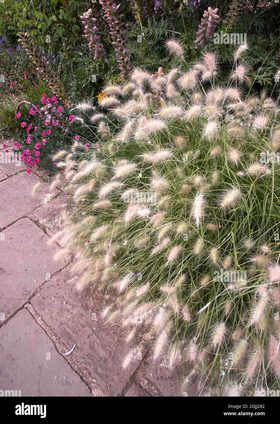 Pennisetum oder Fountain Graass Grass P. alopecuroides wächst als Akzentpflanze an der Frontseite in den Sissinghurst Gardens in Kent, Großbritannien Stockfoto